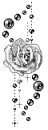 black rose