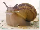 snail