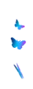 blue butterflys