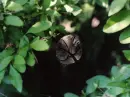 peeping limb