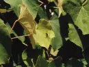 spidey on a grape leaf