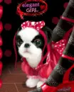 trendy puppy dog elegant girl