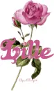 pink rose lille