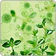 cutie avatar green flowers