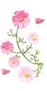 cite flowers