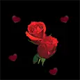 love roses