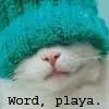 cat