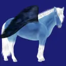 Ghost Pony