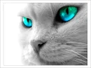 greeneyed kitty