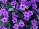 purple flowers 