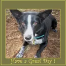 have a great day dog