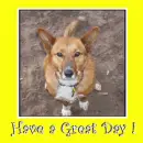 dog greeting