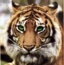 jinx tiger