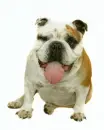 bull dog