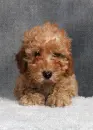 poodle