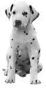 dalmatian