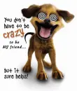 crazy dog