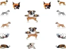 Boxers