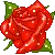 red rose