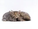 kitty and rabbit