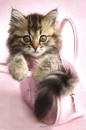 cute kitten