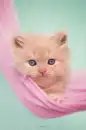 cute kitten