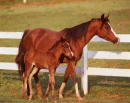 horse and baby