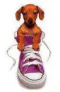 dachshund in boot