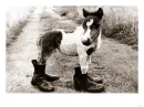 horse in boots