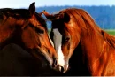 horses