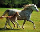 horses running