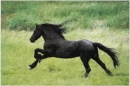 black horse running