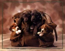 cute puppies
