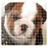 Cute dog