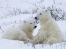 polar bears