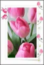 pink tulips