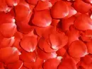 Petal Background
