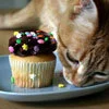 yummy kawaii cupcake