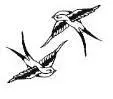 birds