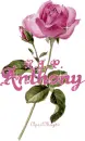 PINK ROSE R.I.P. RIP R I P ANTHONY