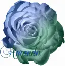 Amanda