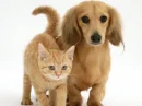 dachshund pup and kitten