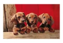 cute doxie pups