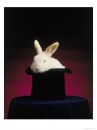 rabbit in a hat