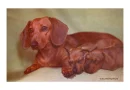 doxie with pups