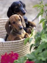 doxies