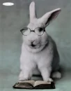 rabbit with glasses