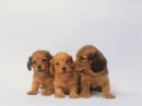 dachshund