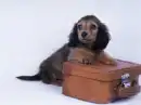 doxie puppy