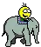 Smiley riding at the back of an elephant